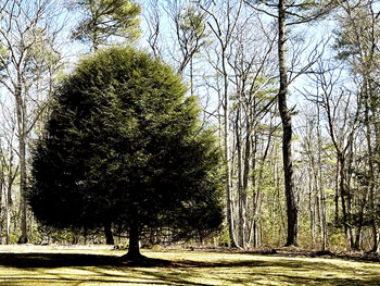 A solitary hemlock
